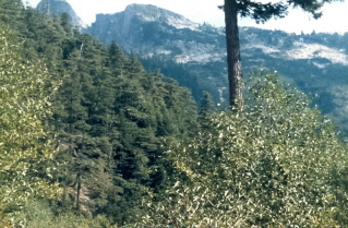 View from a distance of the destination ridge, Binkert (Lions) Trail 1986-08.